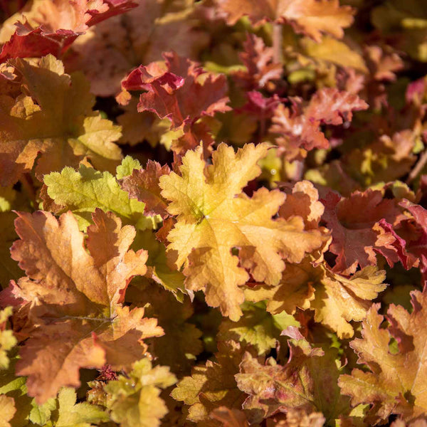 Heuchera Plant ‘Marmalade’