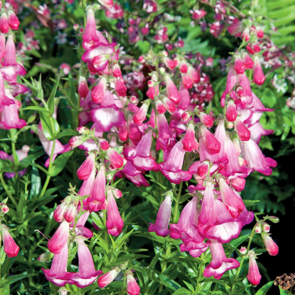 Pentstemon Plant 'Pensham Laura'