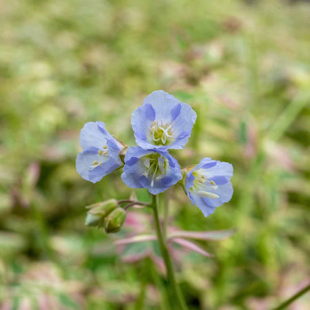 Polemonium Plant 'Stairway To Heaven'