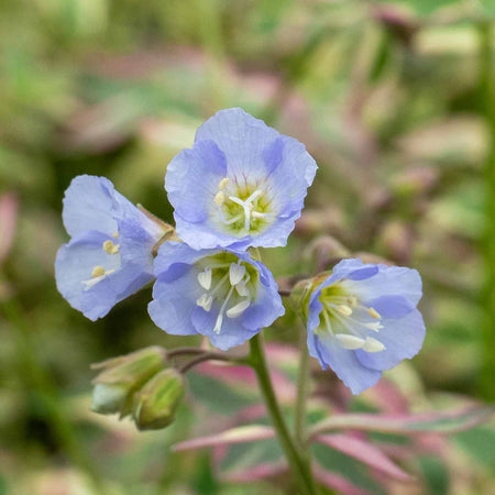 Polemonium Plant 'Stairway To Heaven'