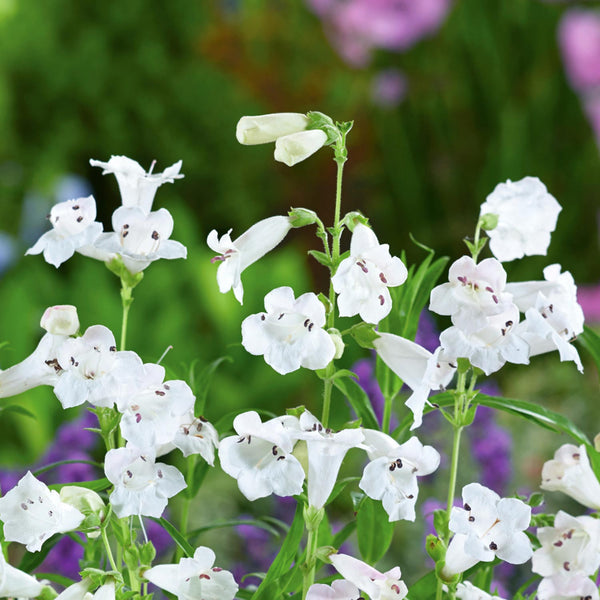 Penstemon Plant 'Snow Storm'