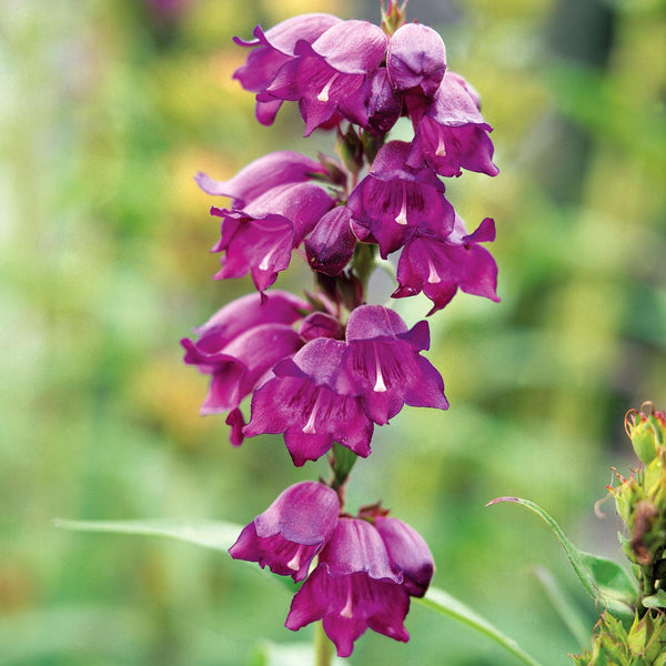 Penstemon Plant 'Sour Grapes'