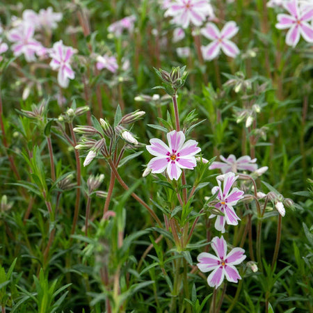 Phlox Plant 'Candy Stripe'