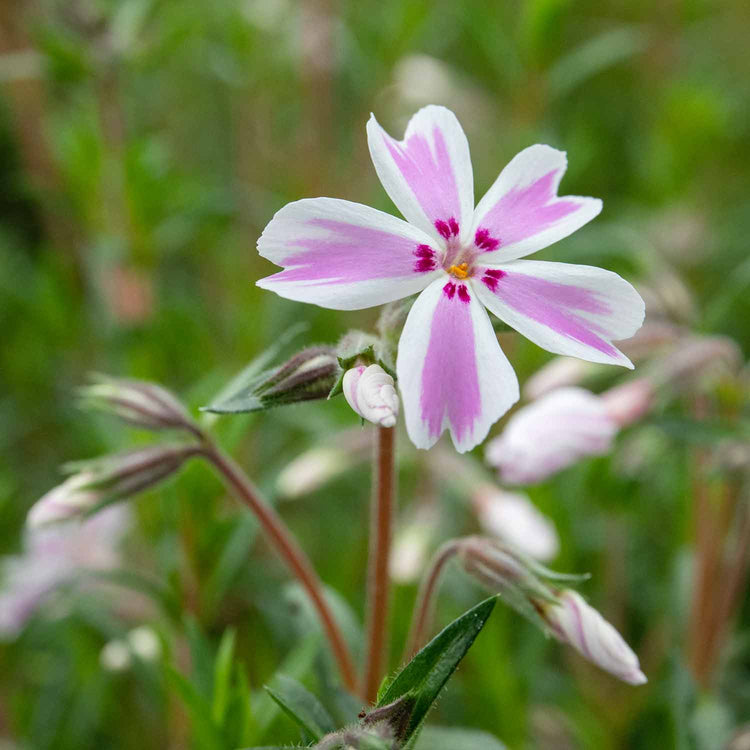 Phlox Plant 'Candy Stripe'