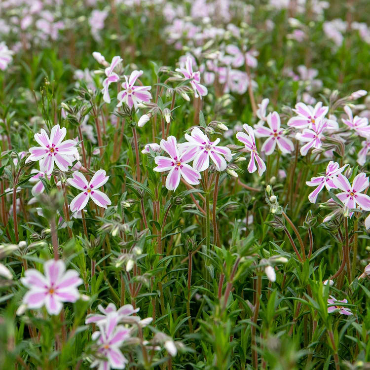 Phlox Plant 'Candy Stripe'