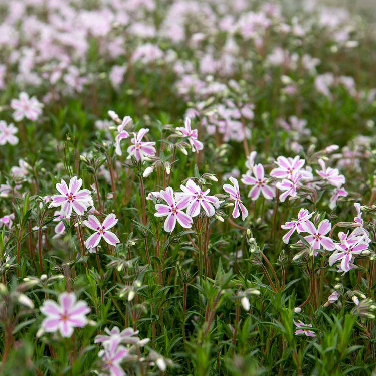 Phlox Plant 'Candy Stripe'