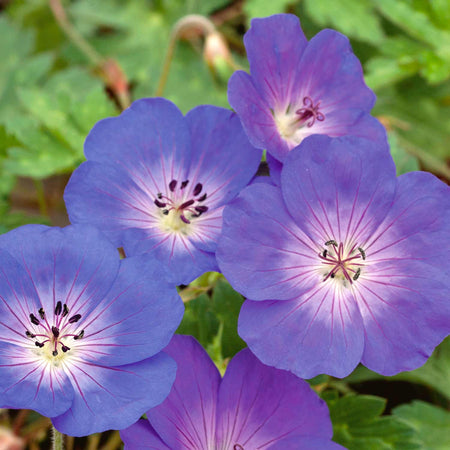 Geranium Plant 'Rozanne'