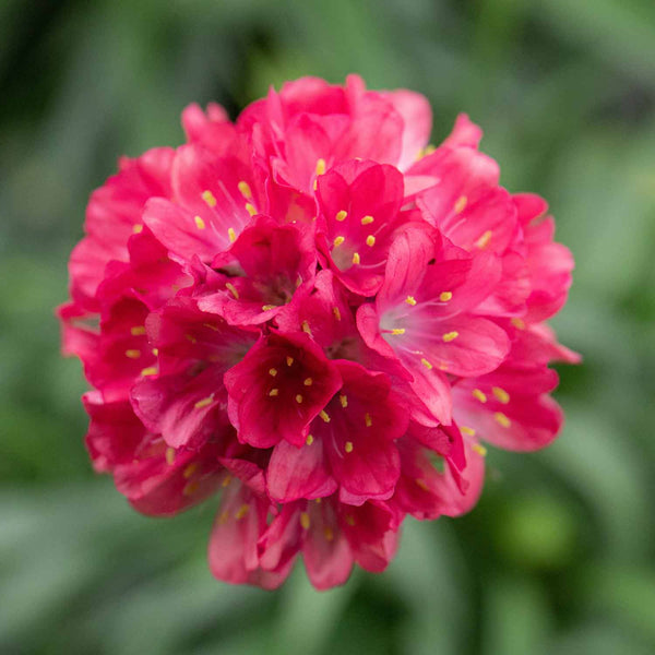 Armeria Plant 'Dreameria Dreamland'