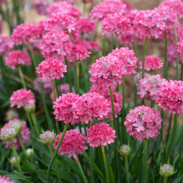 Armeria 'Dreameria Dreamland'