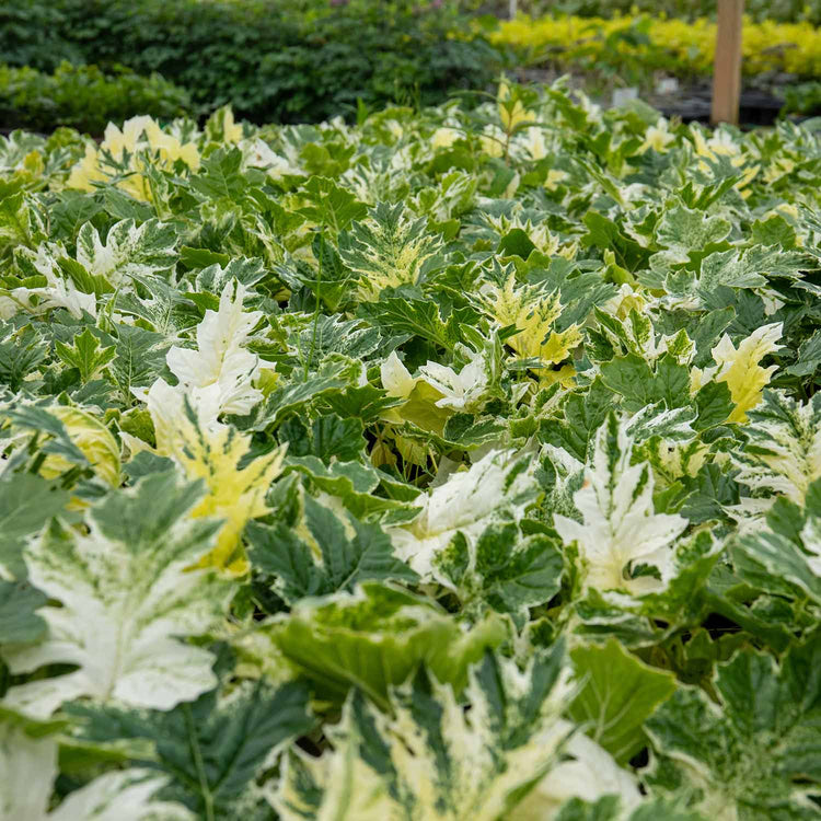 Acanthus Plant 'Whitewater'