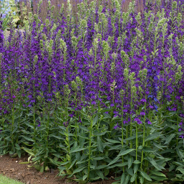 Lobelia Plant 'SP Starship Blue'