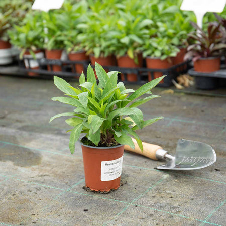 Lobelia Plant 'SP Starship Blue'