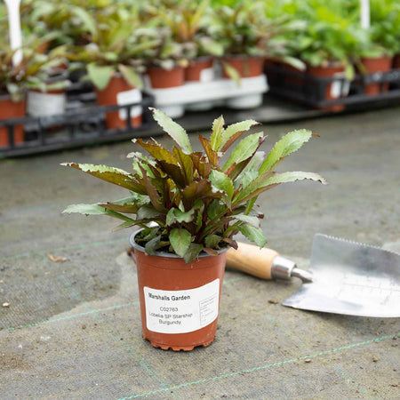 Lobelia Plant 'Starship Burgundy'