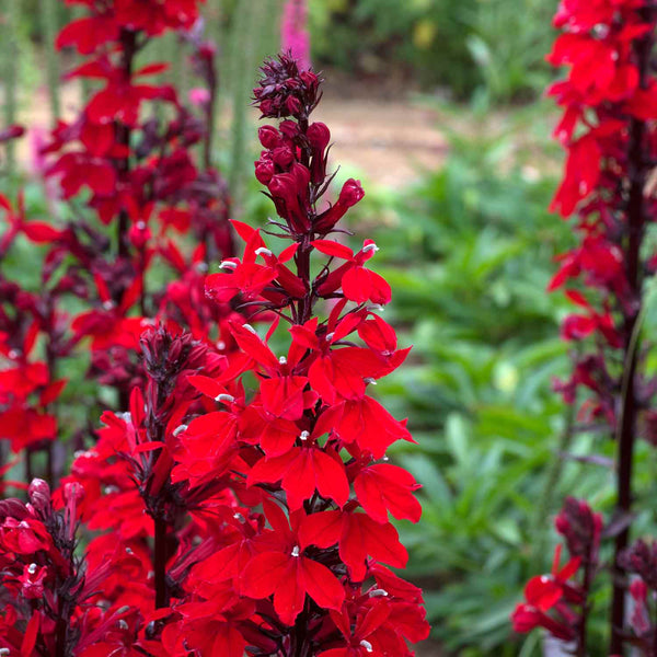 Lobelia Plant 'Starship Scarlet Bronze Leaf'