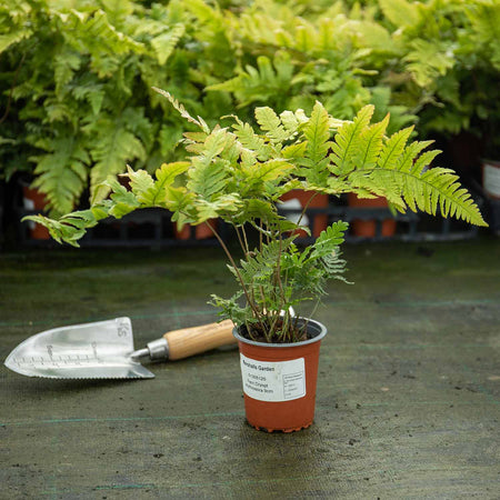 Dryopteris Plant 'Erythrosora'