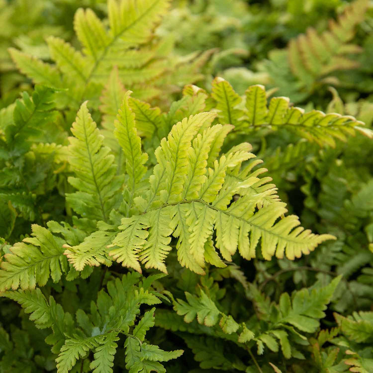 Dryopteris Plant 'Erythrosora'