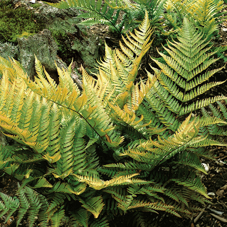 Dryopteris Plant 'Erythrosora'