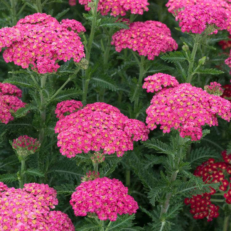 Achillea Plant 'Sassy Summer Taffy'