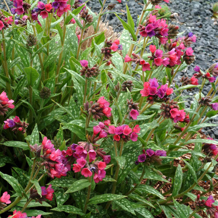 Pulmonaria Plant 'Raspberry Splash'