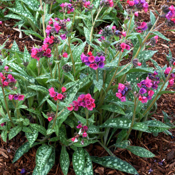 Pulmonaria Plant 'Raspberry Splash'