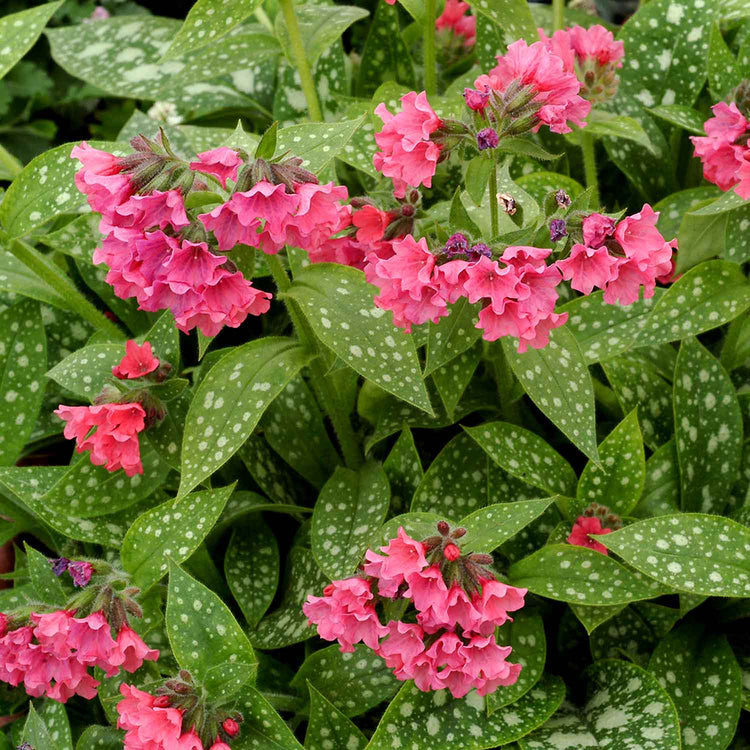 Pulmonaria Plant  'Shrimps on the Barby'