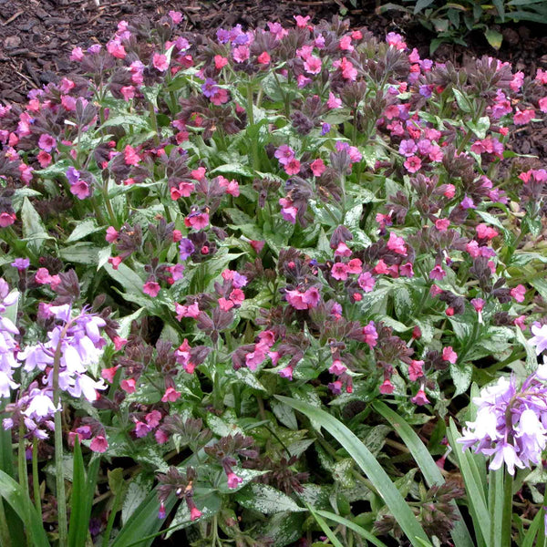 Pulmonaria Plant 'Silver Bouquet'