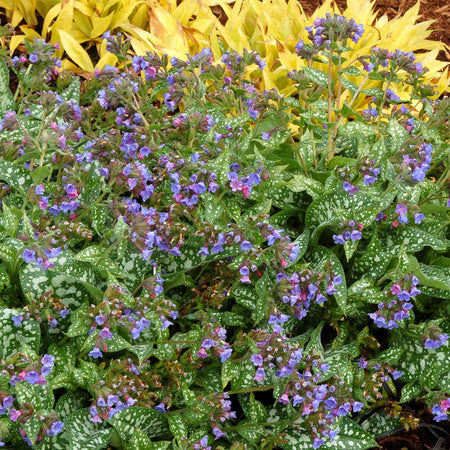 Pulmonaria Plant 'Trevi Fountain'