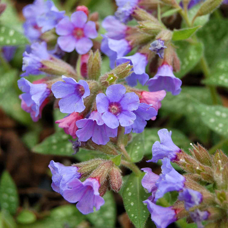 Pulmonaria Plant 'Trevi Fountain'