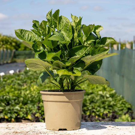 Dahlia Plant 'Cafe au Lait Royale'