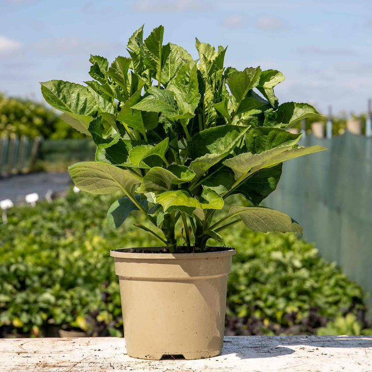 Dahlia Plant 'Cafe au Lait Royale'