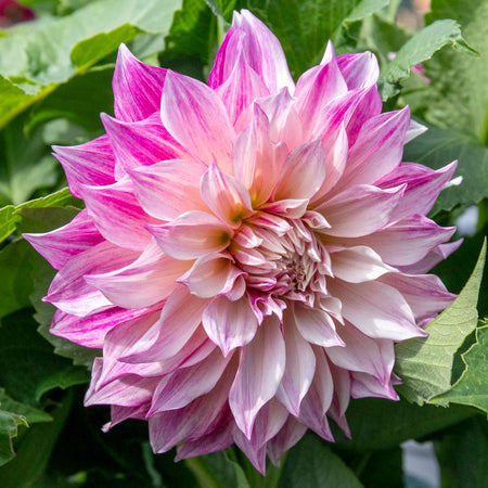 Dahlia Plant 'Cafe au Lait Royale'