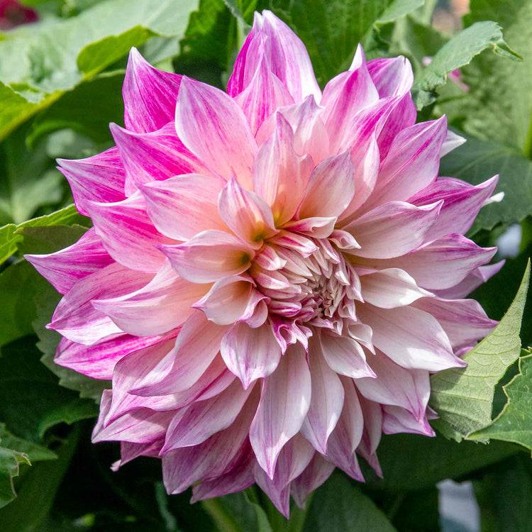 Dahlia Plant 'Cafe au Lait Royale'