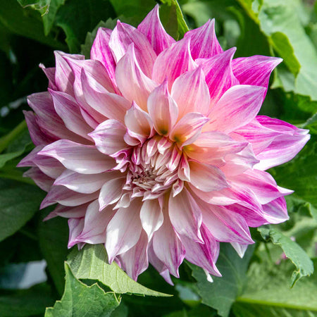 Dahlia Plant 'Cafe au Lait Royale'