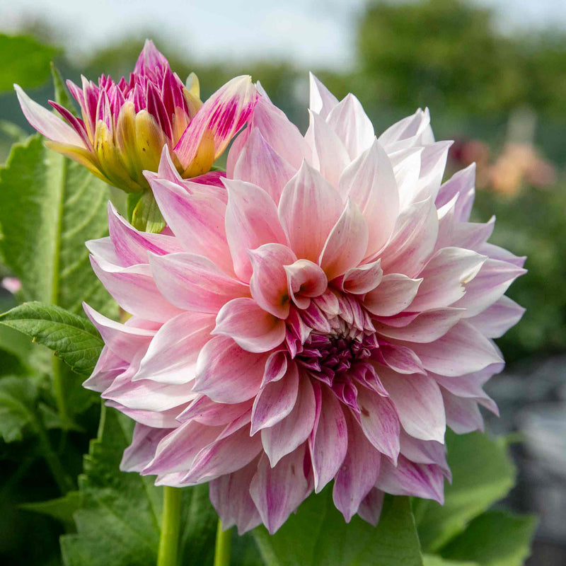 Dahlia Plant 'Cafe au Lait Royale'