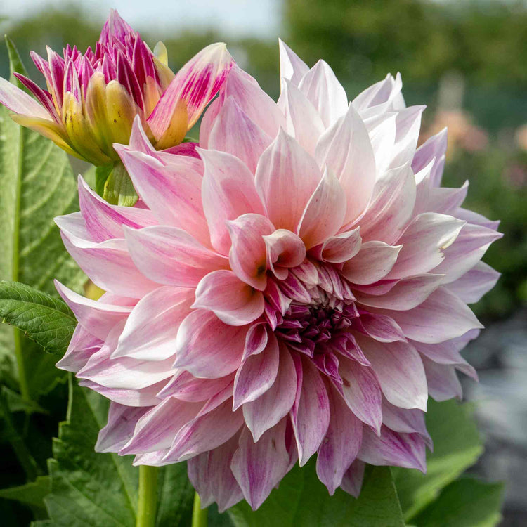 Dahlia Plant 'Cafe au Lait Royale'