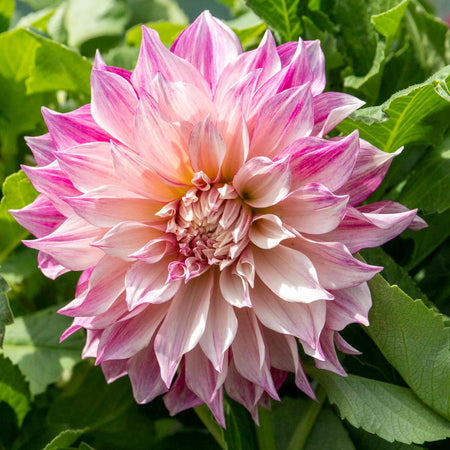 Dahlia Plant 'Cafe au Lait Royale'