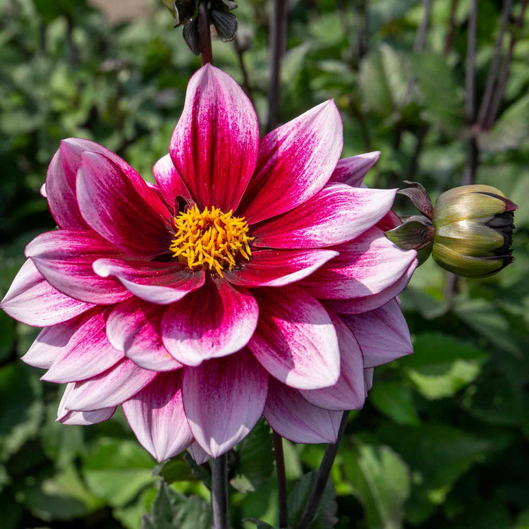 Dahlia Plants 'Davina Michelle'