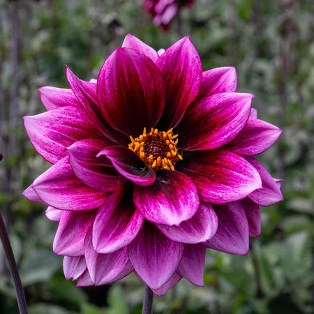 Dahlia Plants 'Davina Michelle'