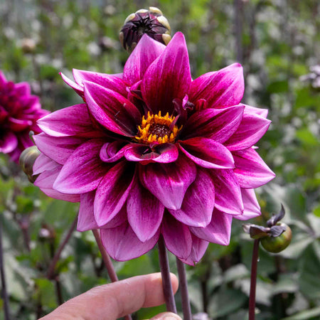 Dahlia Plants 'Davina Michelle'