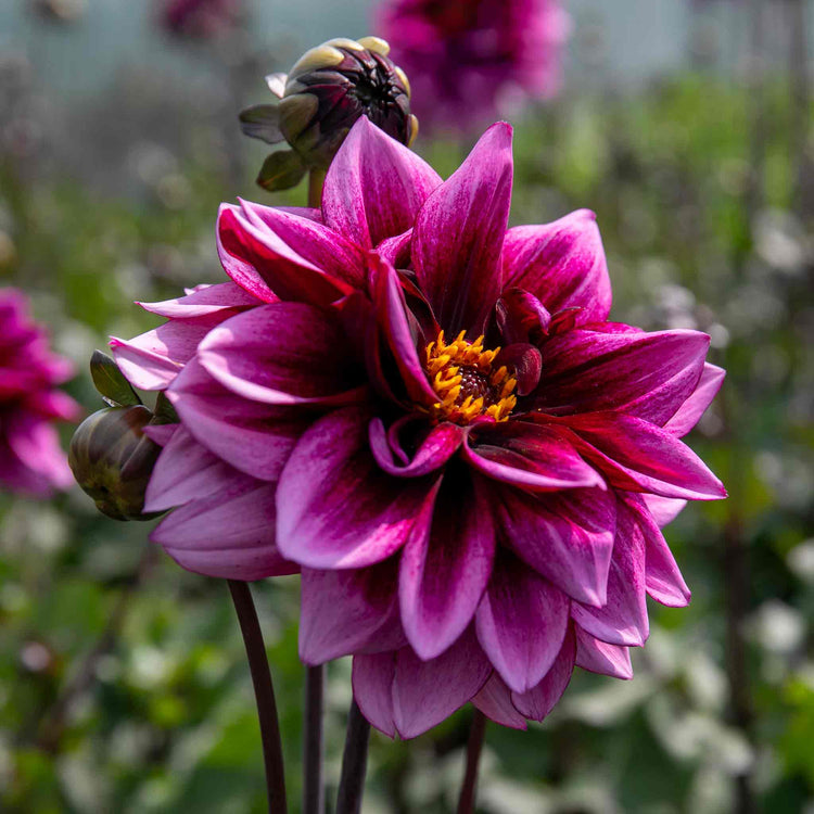 Dahlia Plants 'Davina Michelle'