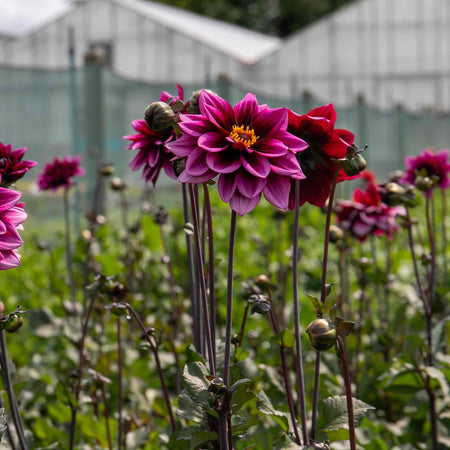 Dahlia Plants 'Davina Michelle'