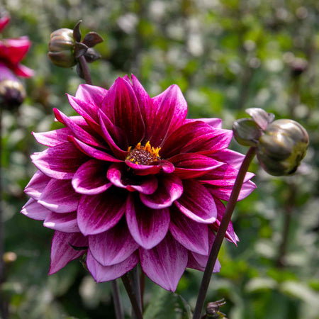 Dahlia Plants 'Davina Michelle'