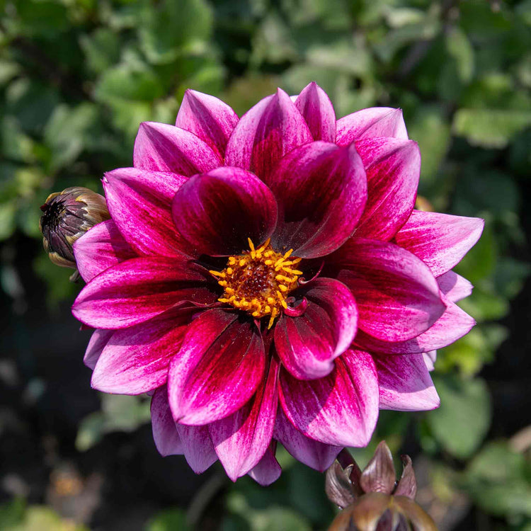 Dahlia Plants 'Davina Michelle'