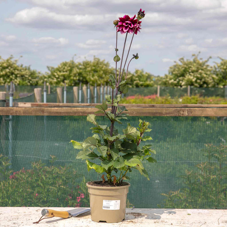 Dahlia Plants 'Davina Michelle'