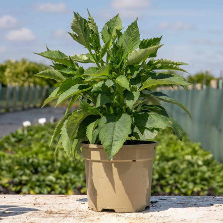 Dahlia Plant 'Eveline'