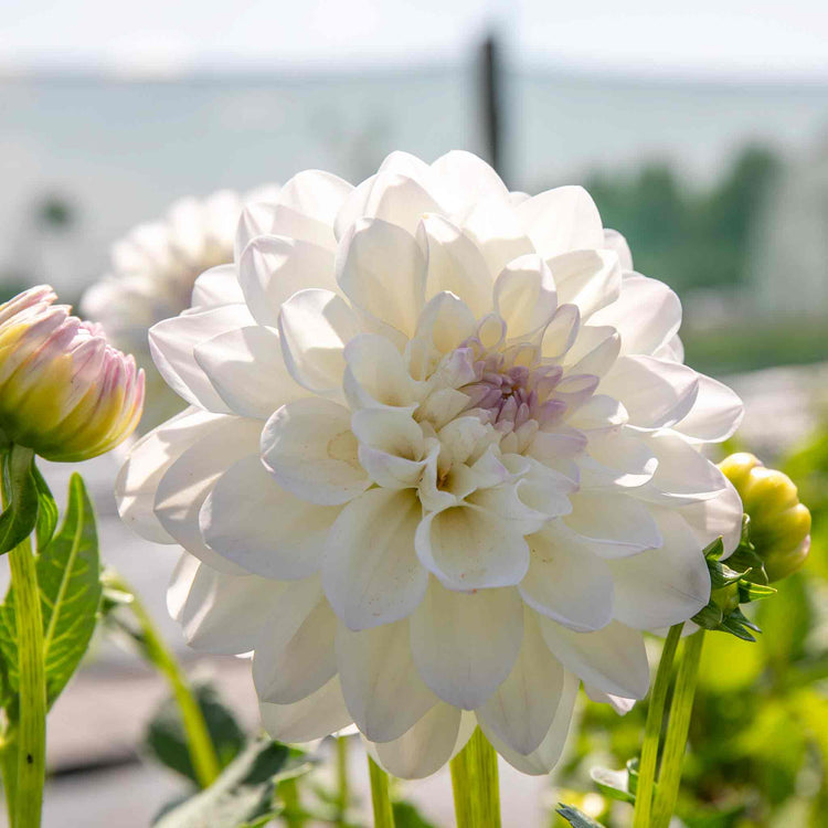 Dahlia Plant 'Eveline'