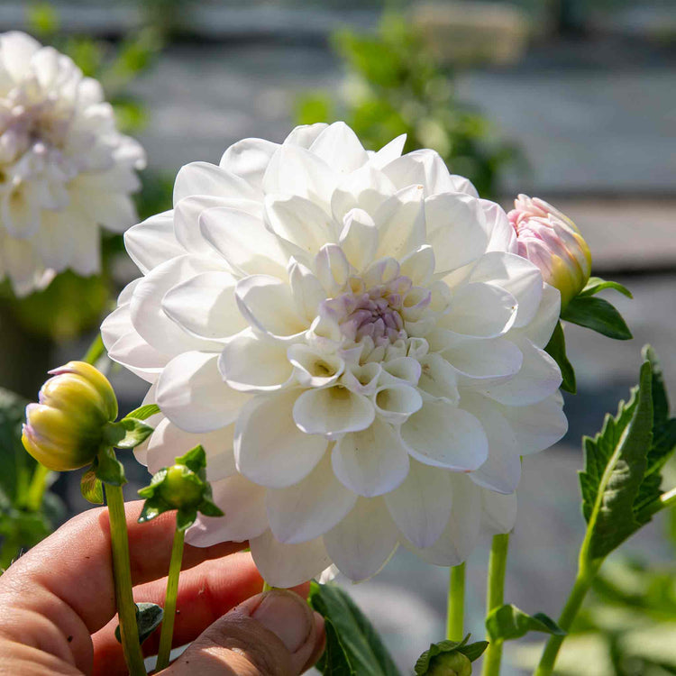 Dahlia Plant 'Eveline'