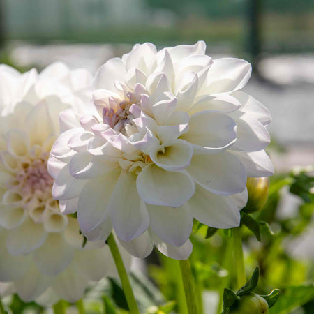 Dahlia Plant 'Eveline'