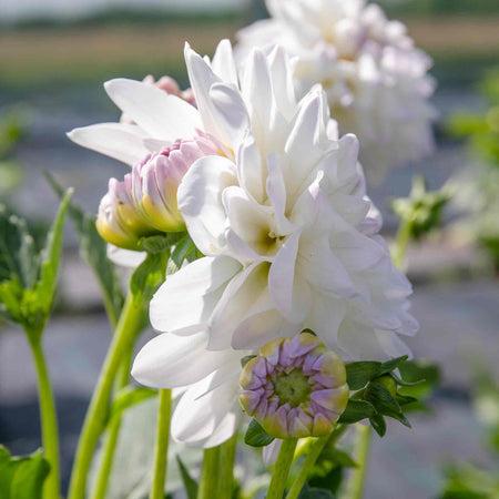 Dahlia Plant 'Eveline'
