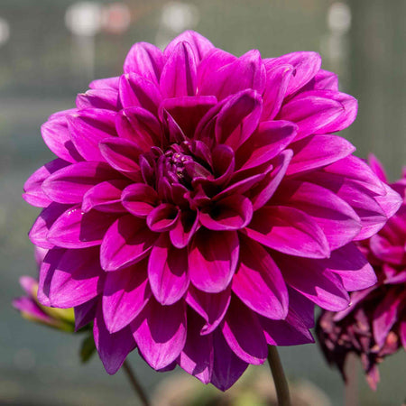 Dahlia Plant 'Le Baron'